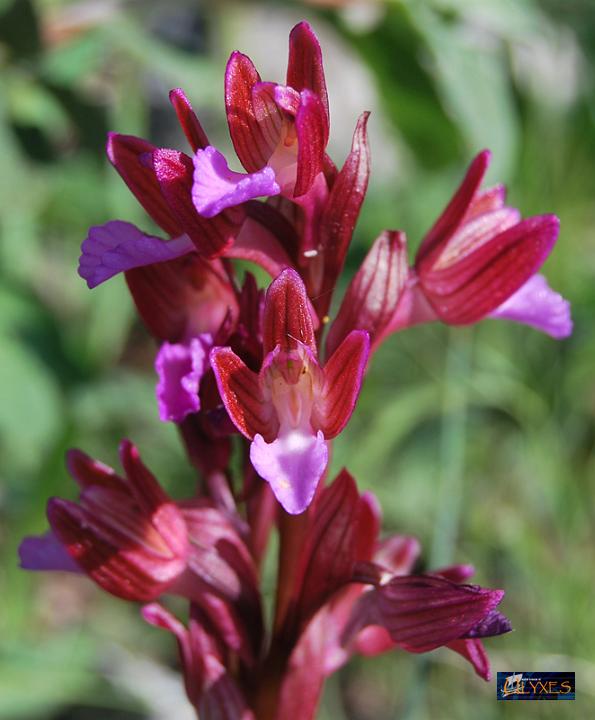 orchis papilionacea.JPG